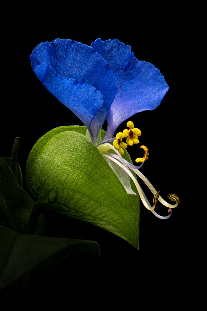 Asiatic Dayflower 2