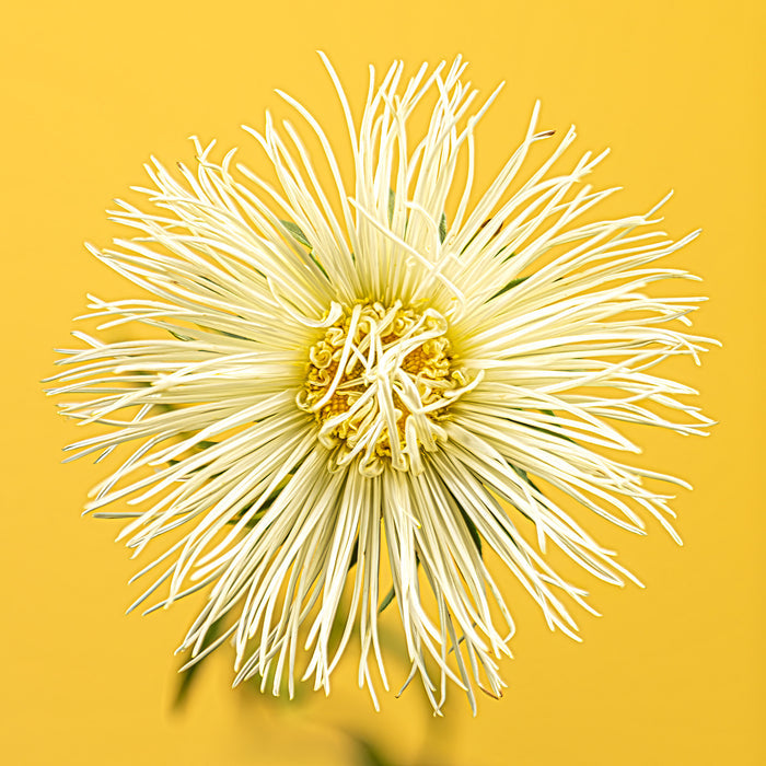 Aster 3