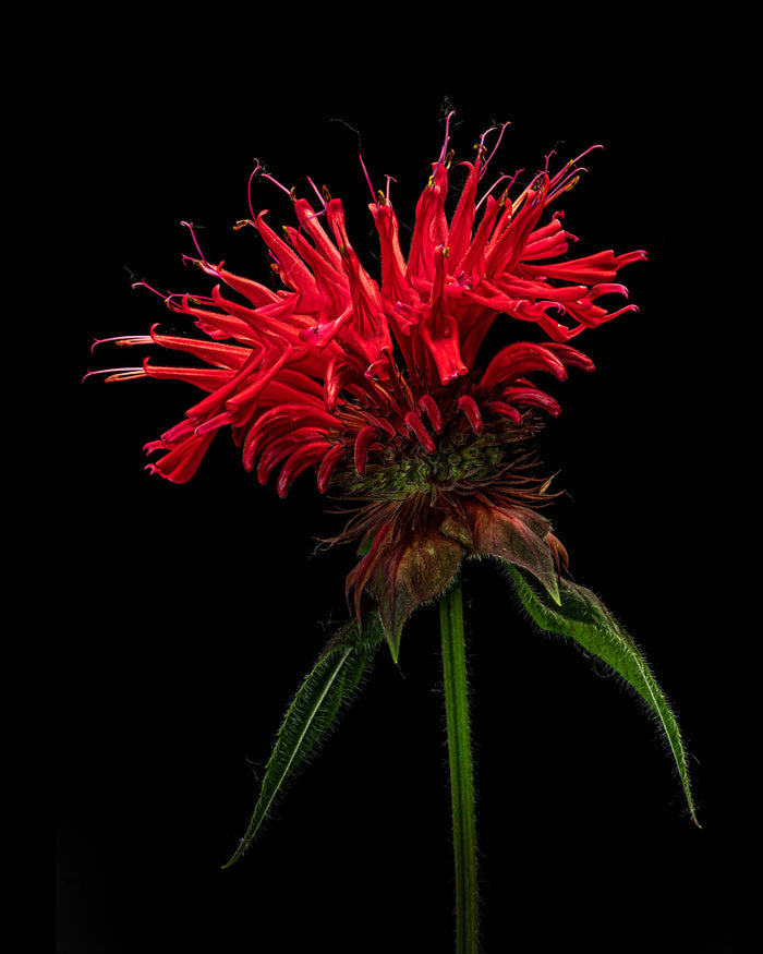 Beebalm 2