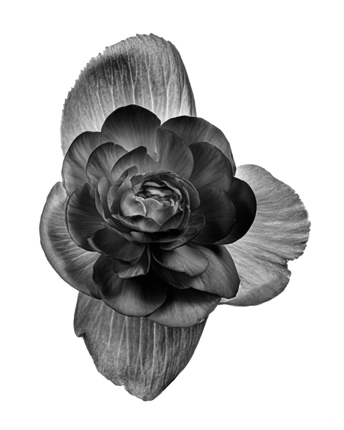 Begonia 11