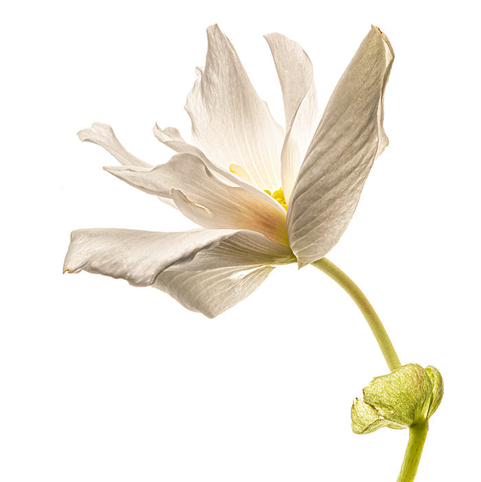Begonia 2