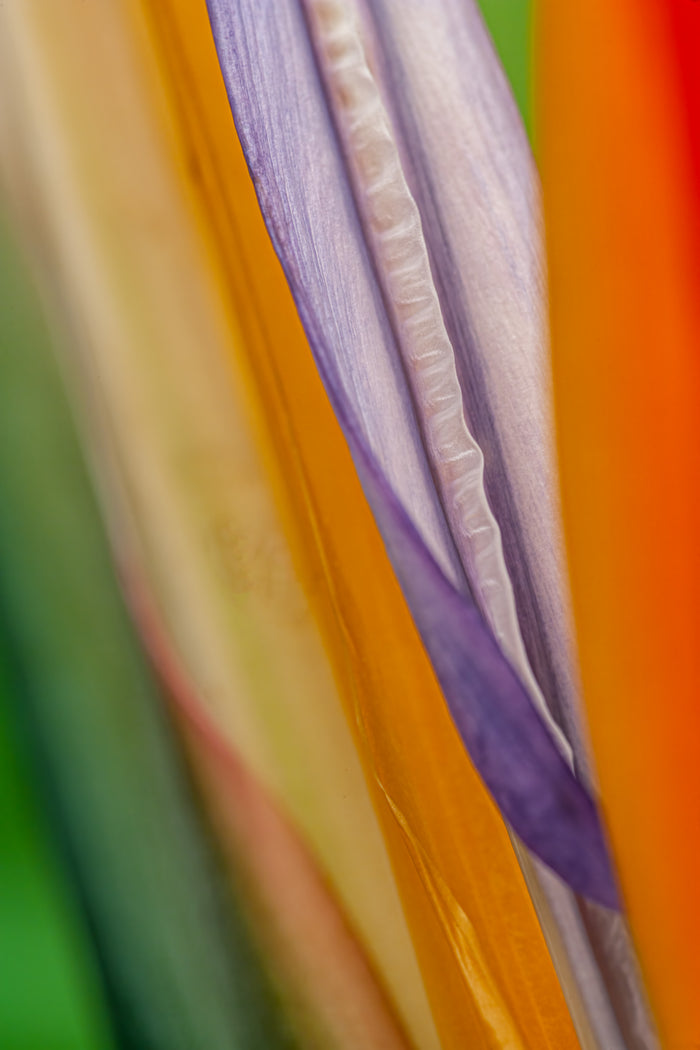 Bird of Paradise 1