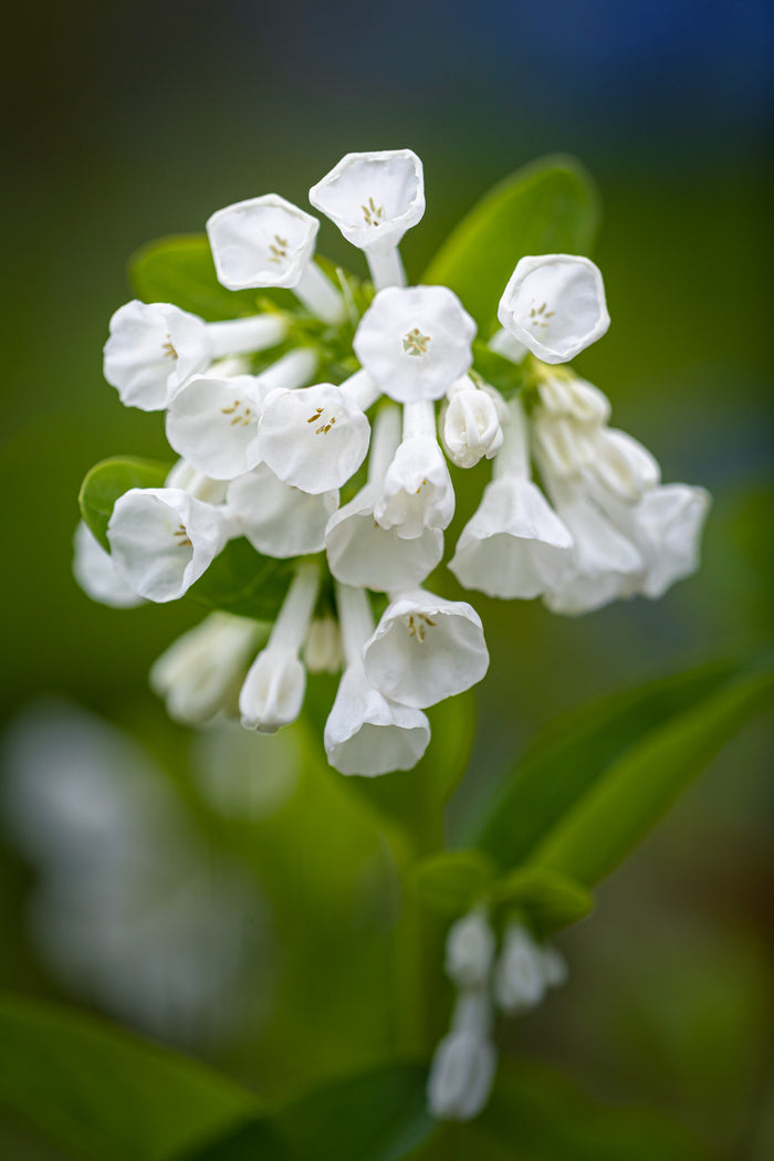 Bluebell 4