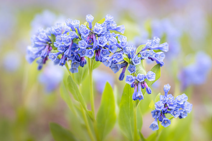 Bluebell 8
