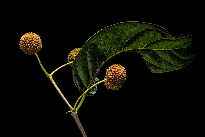 Buttonbush 6
