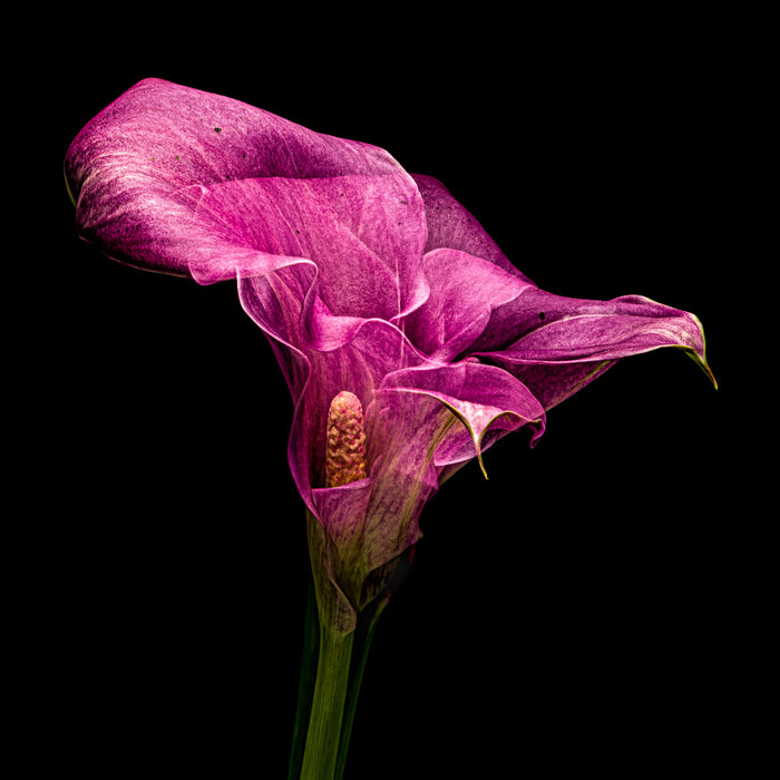 Calla Lily 7