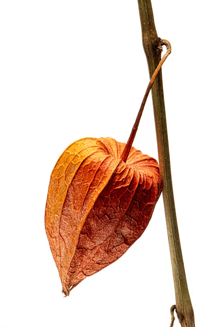 Chinese Lantern 1
