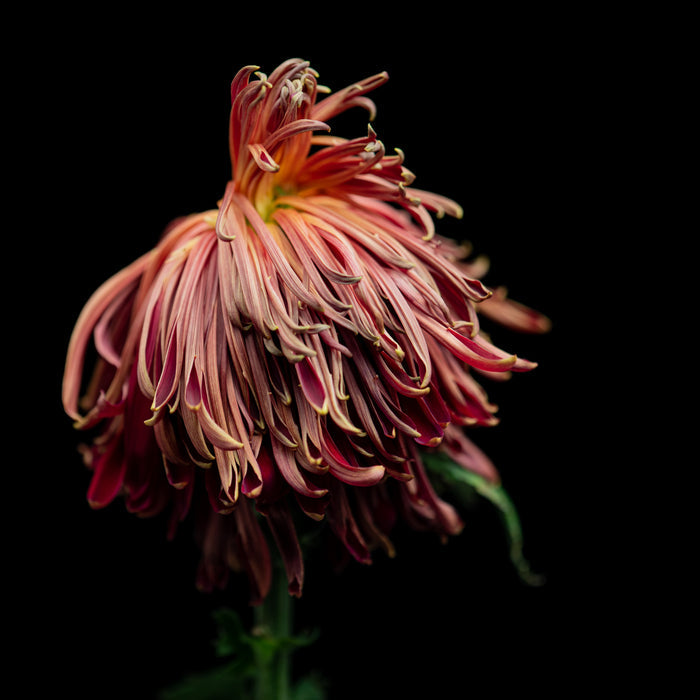 Chrysanthemums 11