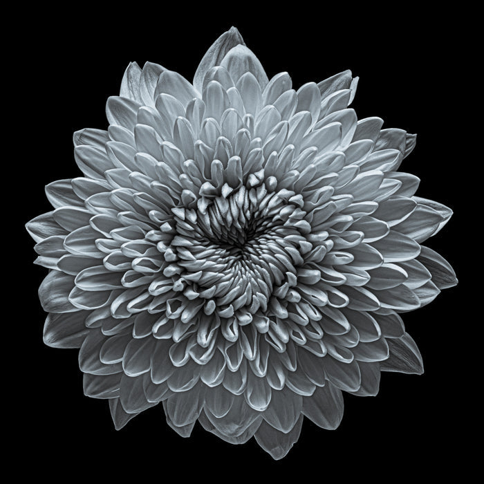Chrysanthemums 20