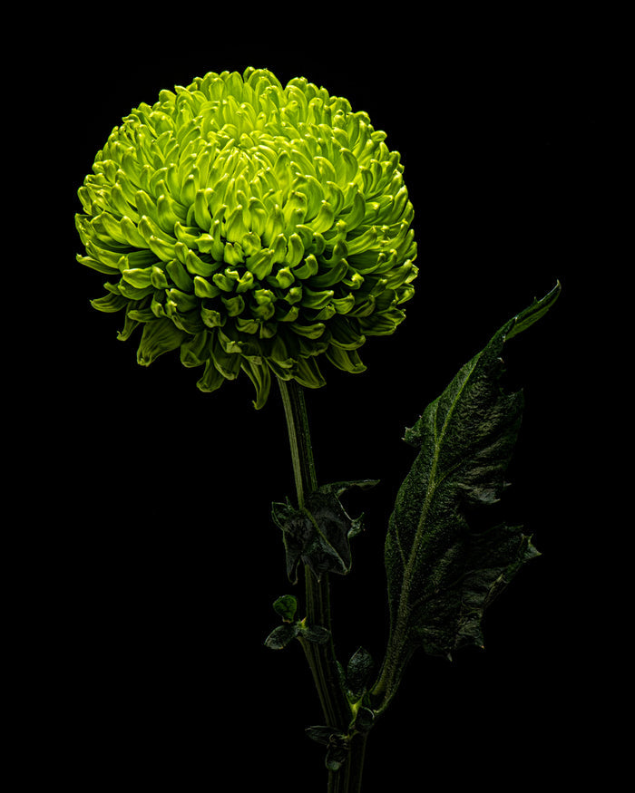 Chrysanthemums 24