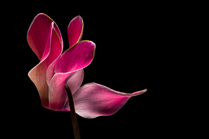 Cyclamen 2