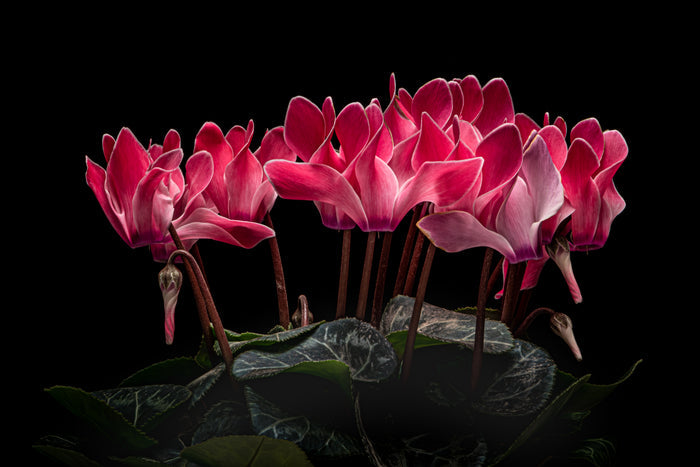 Cyclamen 3