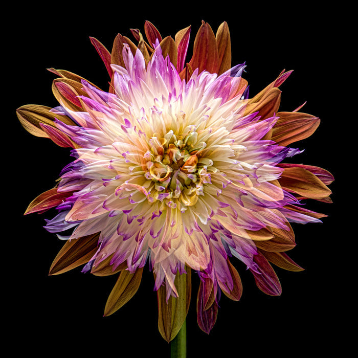 Dahlia 106