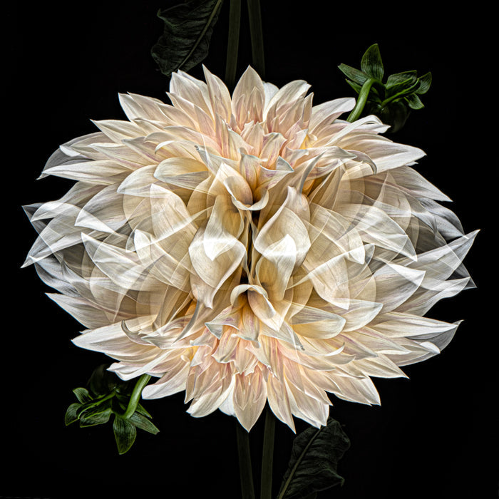 Dahlia 109