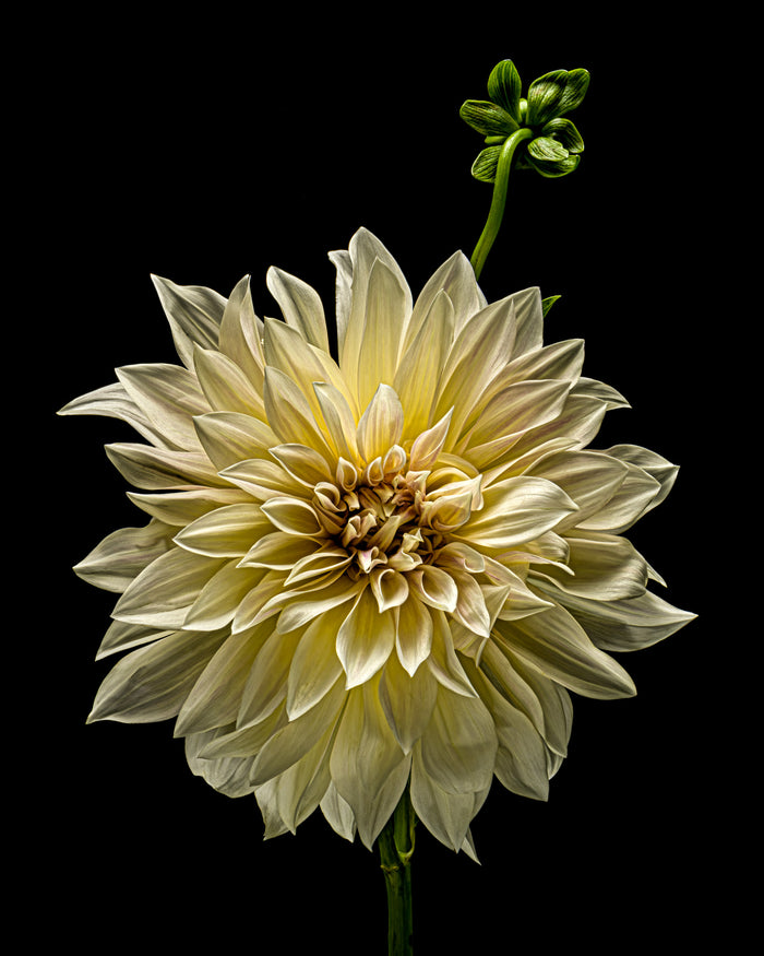 Dahlia 110