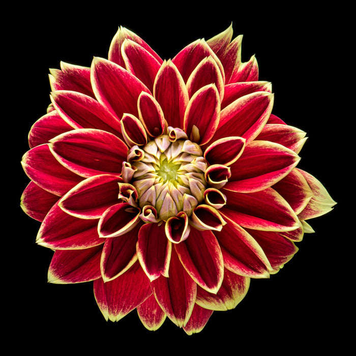Dahlia 120