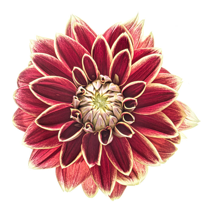 Dahlia 121