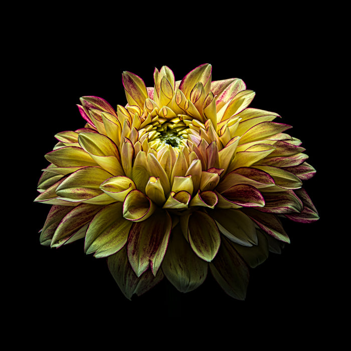 Dahlia 123