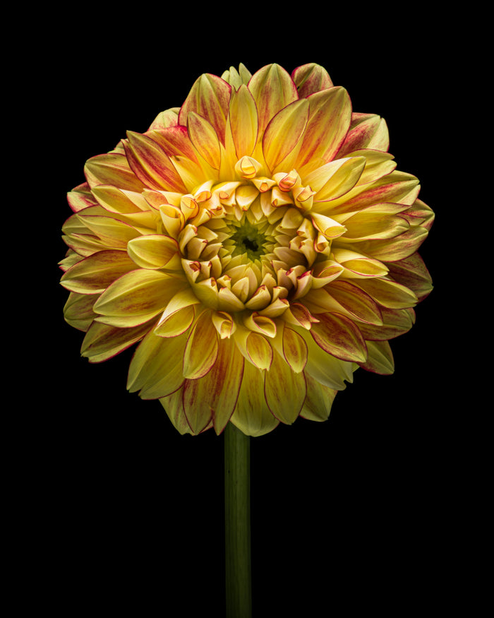 Dahlia 125