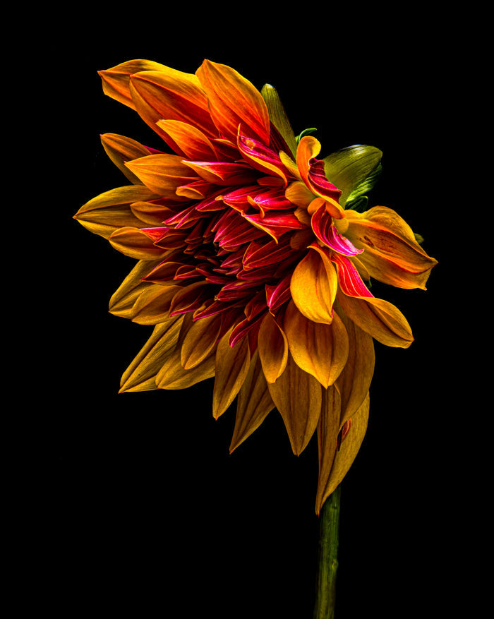 Dahlia 126