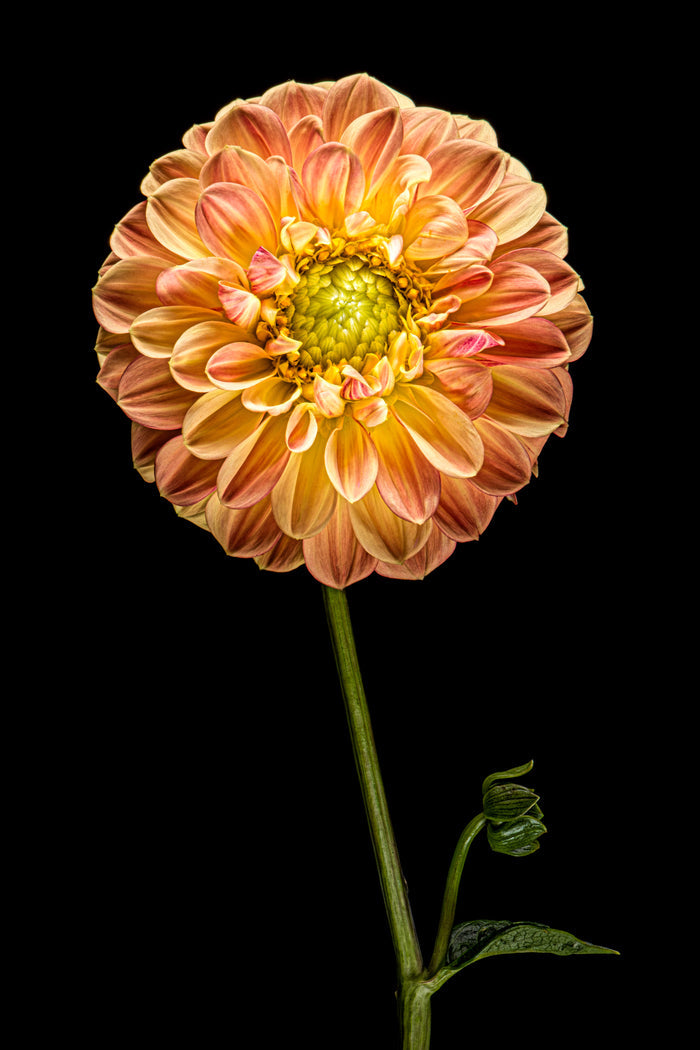 Dahlia 131