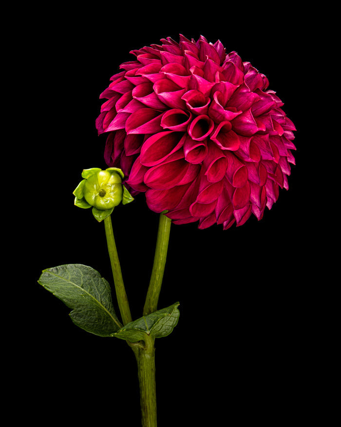 Dahlia 137