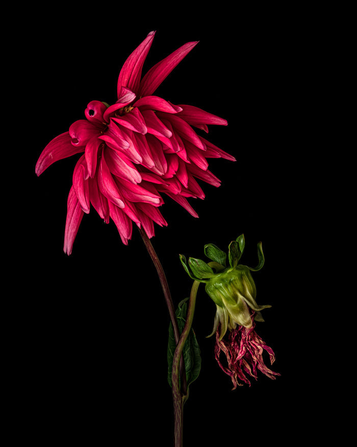 Dahlia 13