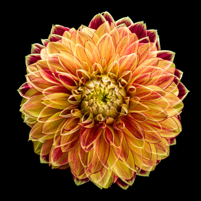 Dahlia 140