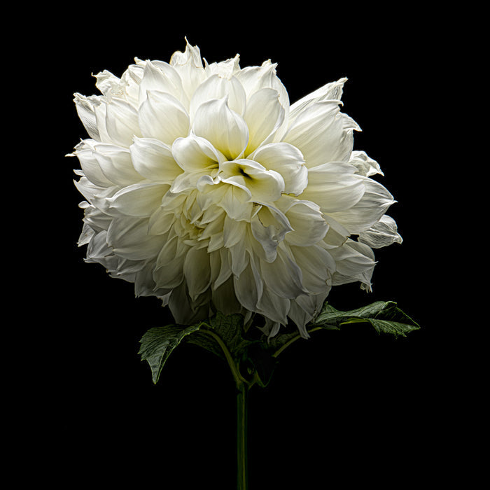 Dahlia 145
