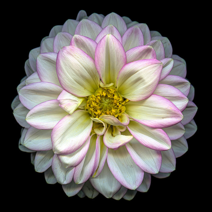 Dahlia 148