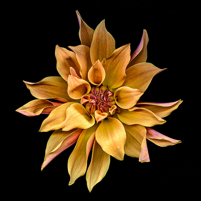 Dahlia 149