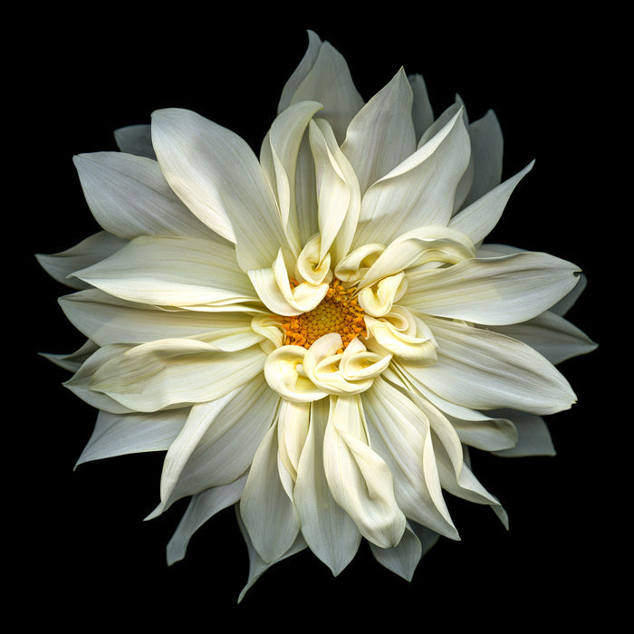 Dahlia 151