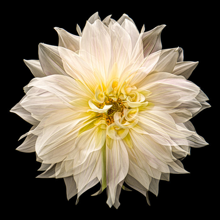 Dahlia 155