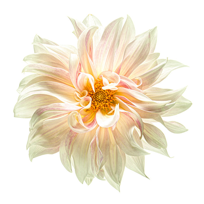 Dahlia 157