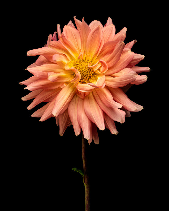 Dahlia 29