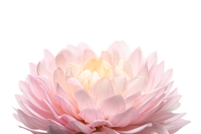 Dahlia 56