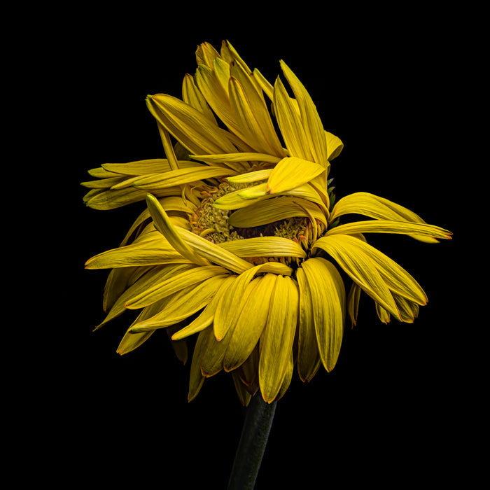 Daisy 1