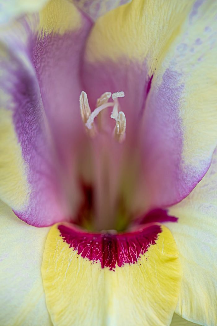 Gladiolus 1
