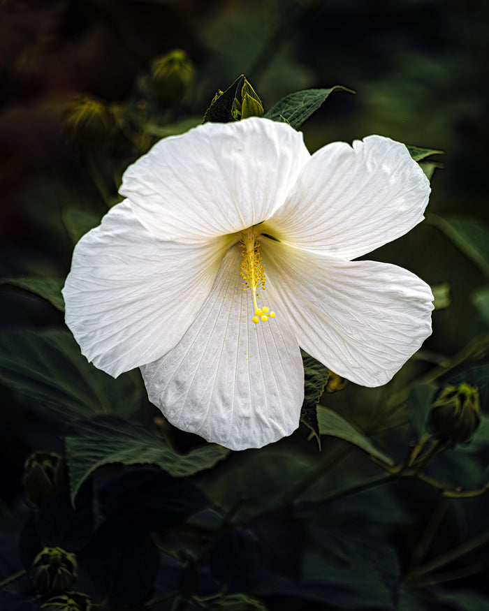 Hardy Hibiscus 4