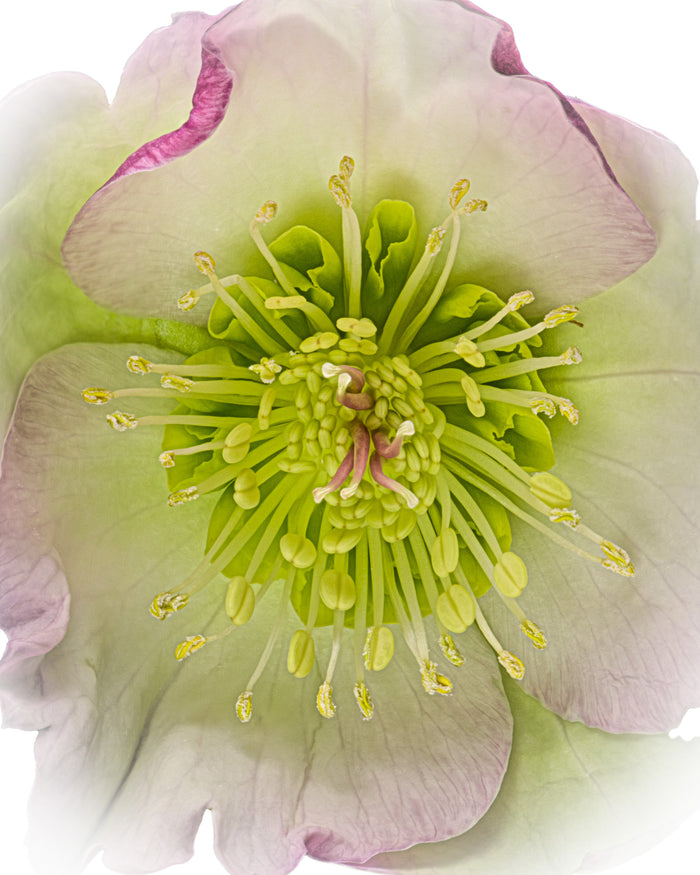 Hellebore 4