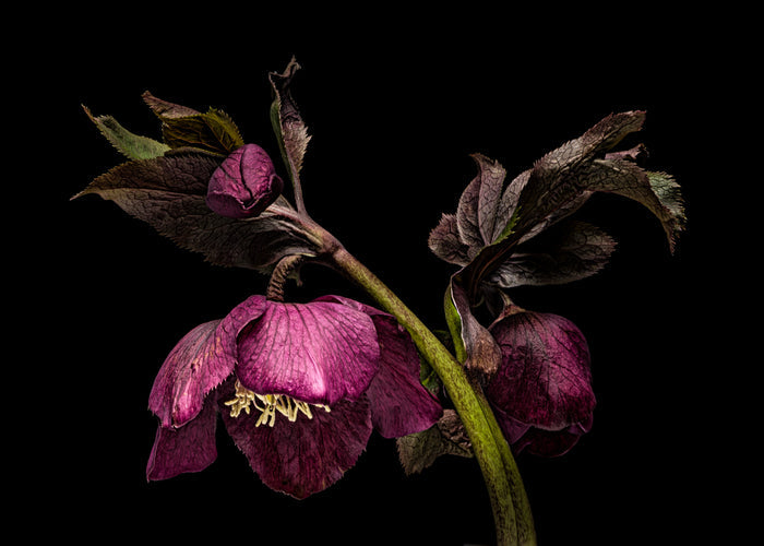 Hellebore 9