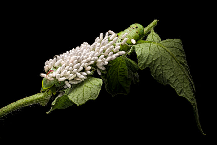 Hornworm 3