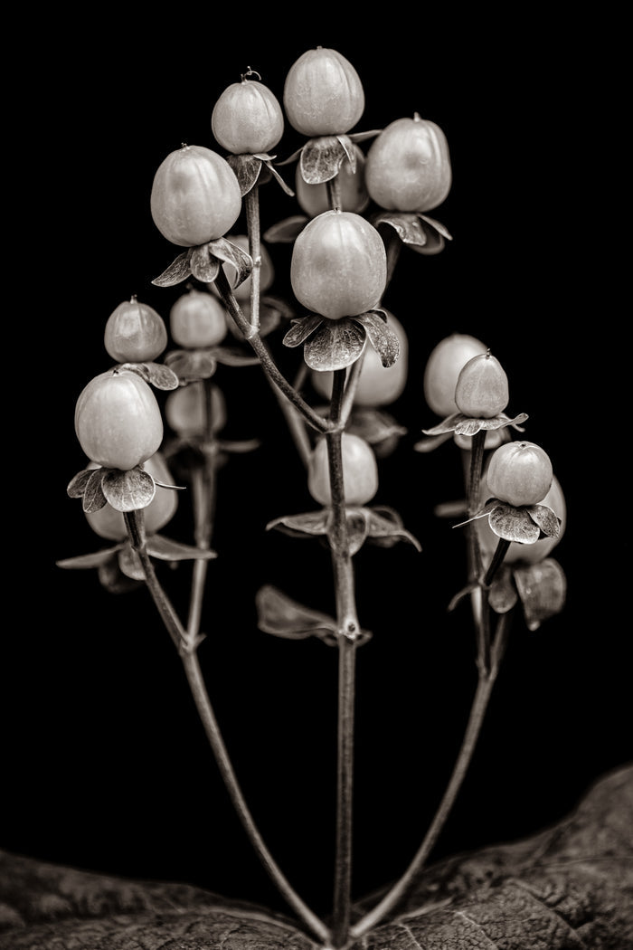 Hypericum 3