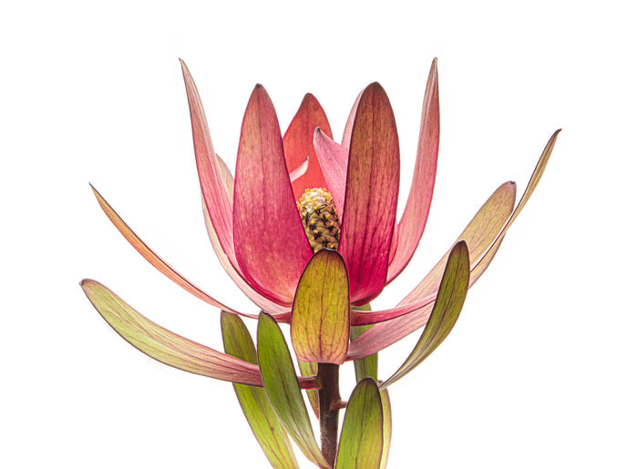 Leucadendron 8