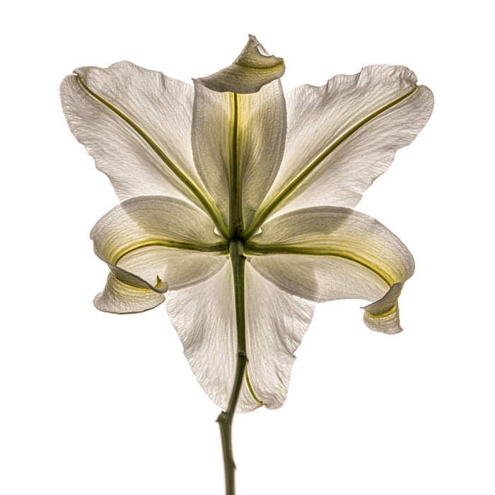 Lily 13