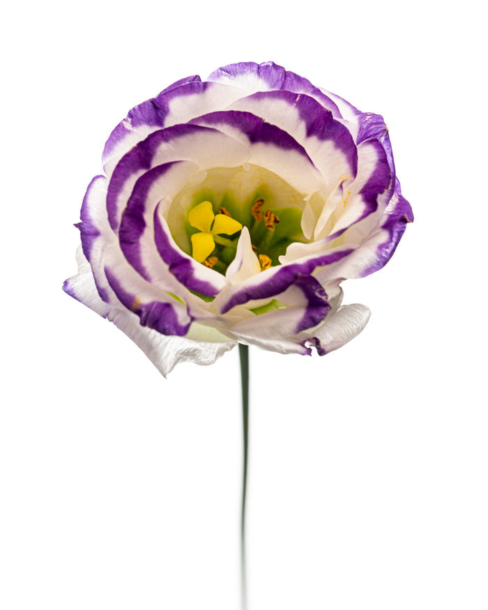Lisianthus 3
