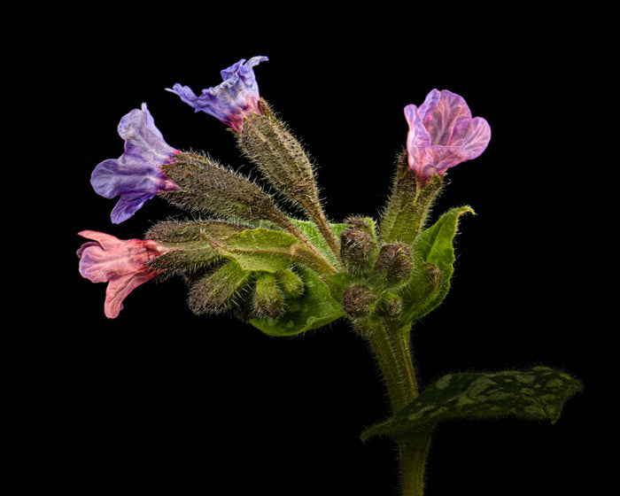 Lungwort 1