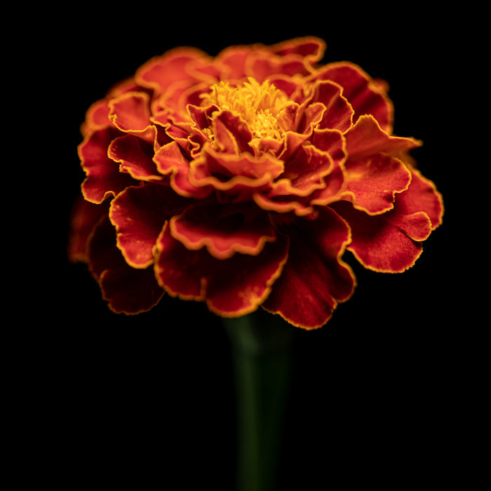 Marigold 4