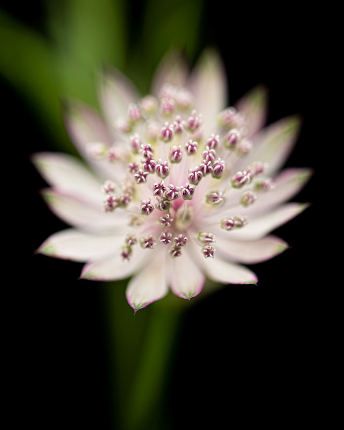 Masterwort 1