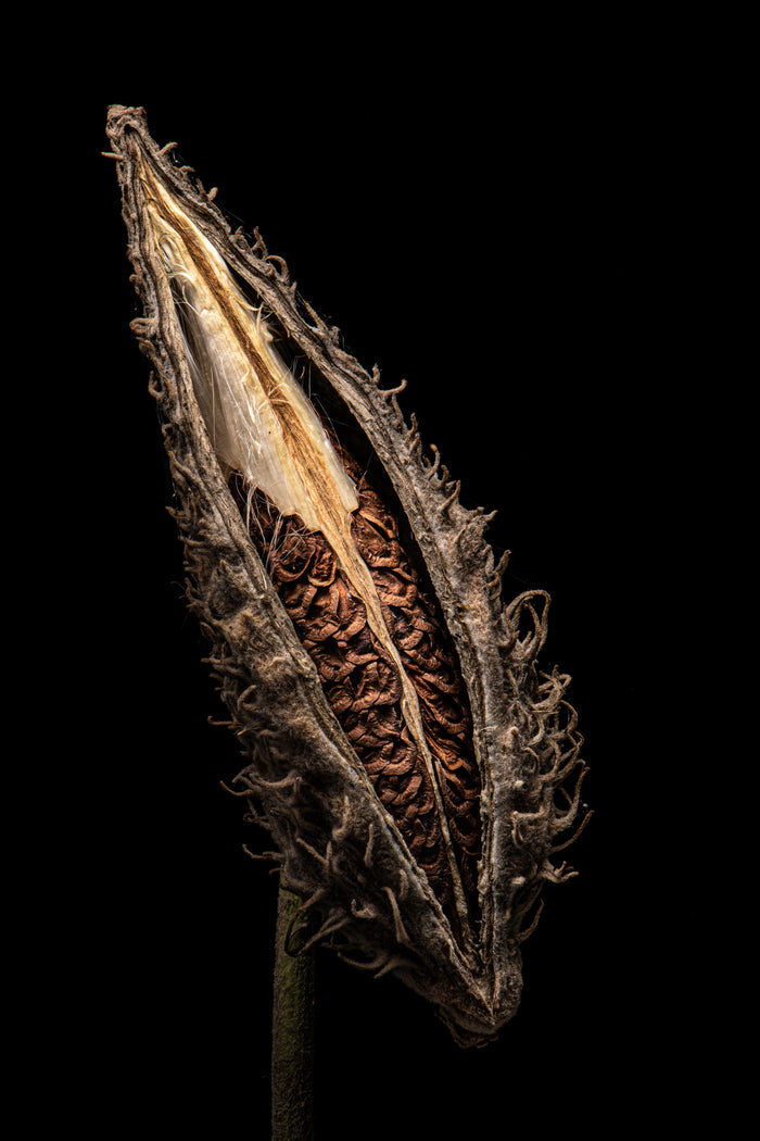 Milkweed 17